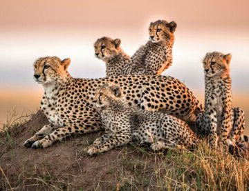 13 Days Combined Kenya and Tanzania Safari