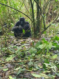 Difference Between Gorilla Trekking and Gorilla Habituation