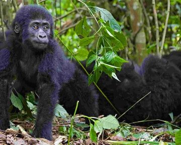 4 Days Uganda Gorilla Trekking Safari from Kigali