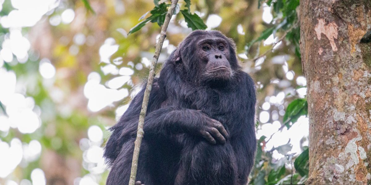 5 Days Rwanda Apes Safari