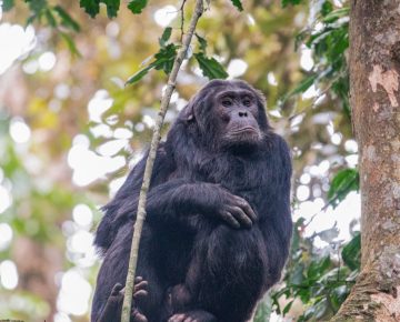 5 Days Rwanda Apes Safari