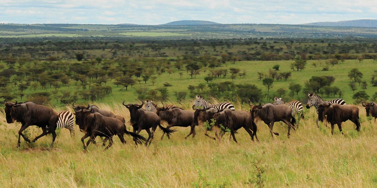 7 Days Budget Tanzania Safari