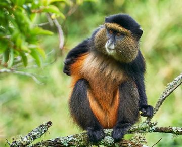 9 days Rwanda and Uganda primate safari