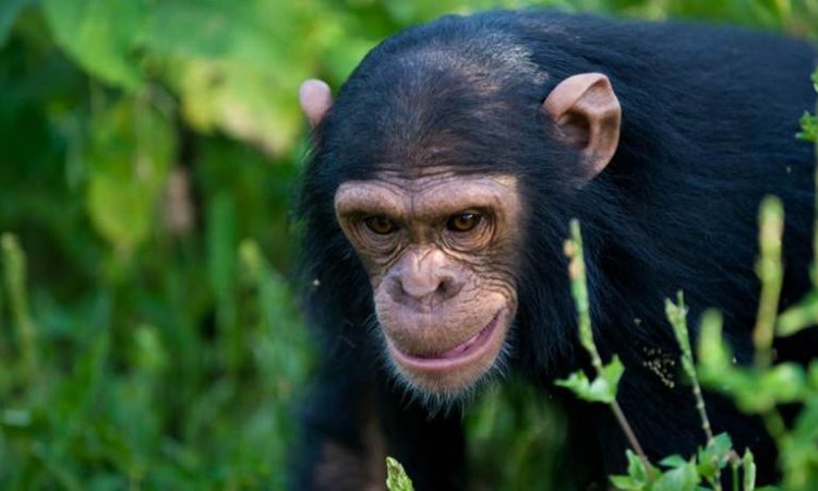 Kyambura Gorge Vs Chimpanzee Trekking in Nyungwe National Park