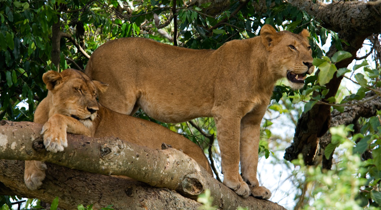 Lion Tracking Queen Elizabeth Park