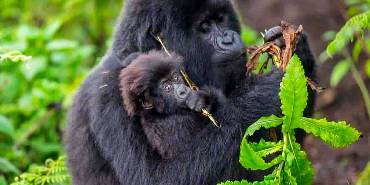 Can I do Gorilla Trekking Exclusively Alone?