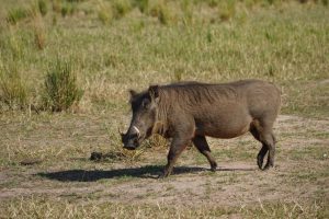 Best Place to See Warthogs in Uganda