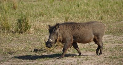 Best Place to See Warthogs in Uganda