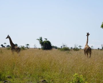 4 Days Uganda Golf and Lake Mburo National Park Safari