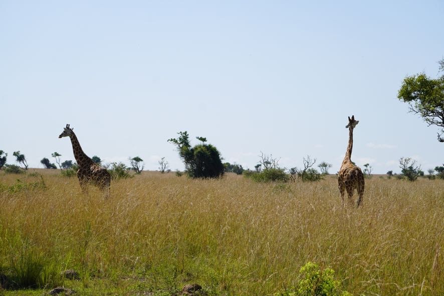 4 Days Uganda Golf and Lake Mburo National Park Safari