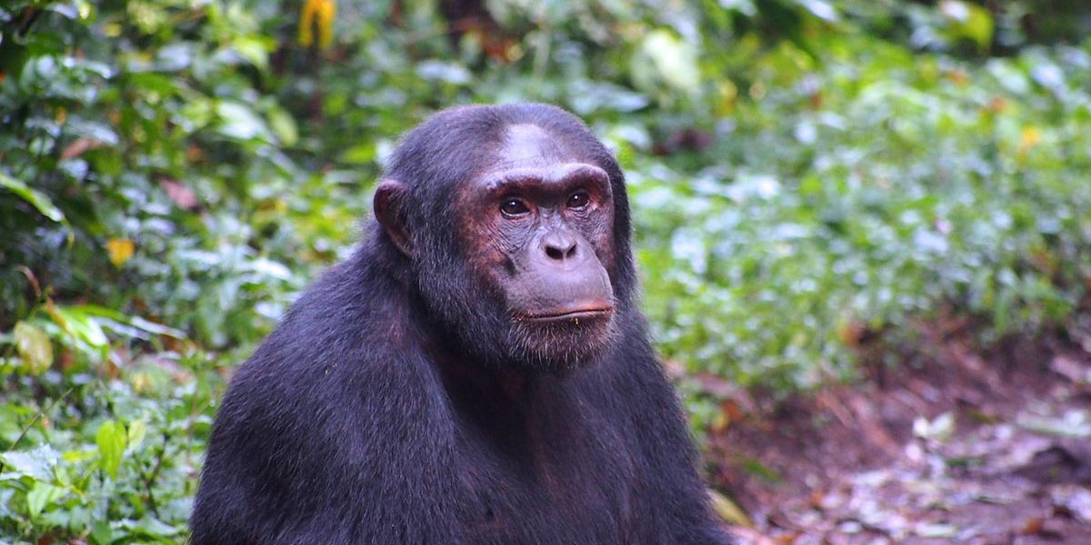 How to Book Chimpanzee Permits for Kibale National Park?