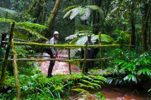 Bwindi Impenetrable National Park