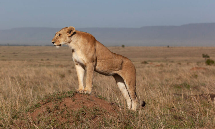 10 Days Kenya Safari Package