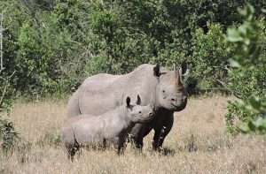 Tracking Black Rhinos Ol Pejeta Conservancy 