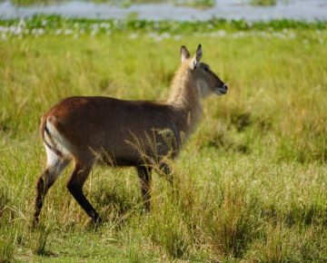 3 Days Lake Mburo Christmas Tour