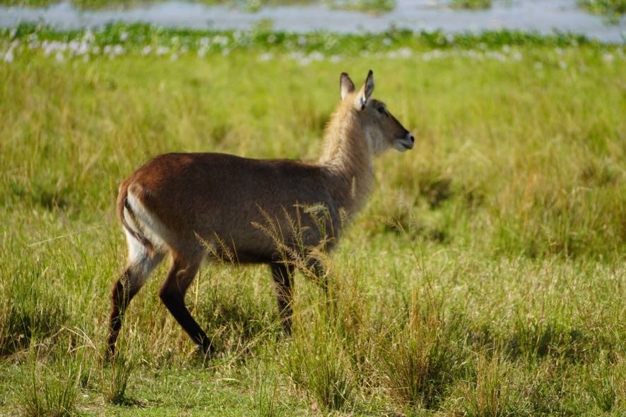 3 Days Lake Mburo Christmas Tour