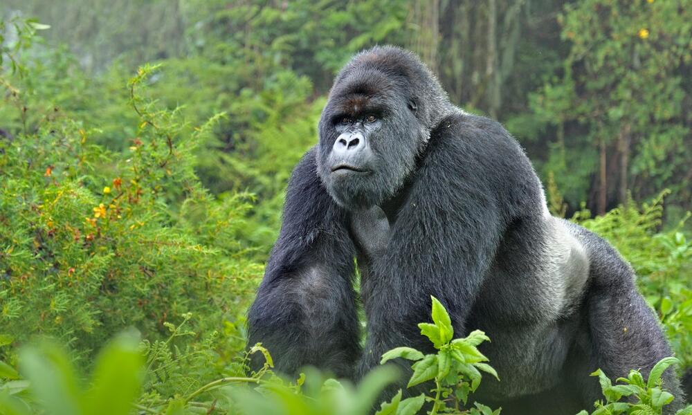 Gorilla Silverbacks in Uganda