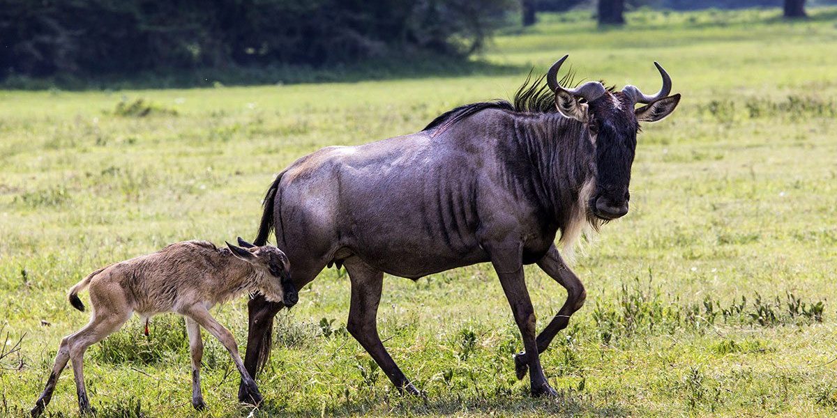 Is Uganda or Kenya better for a safari