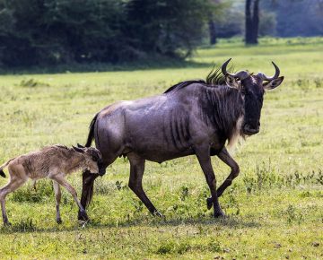 Is Uganda or Kenya better for a safari