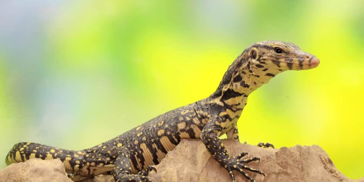 Monitor Lizards in Uganda