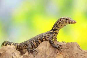 Monitor Lizards in Uganda