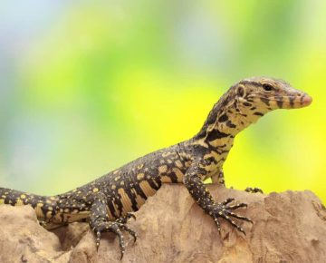 Monitor Lizards in Uganda