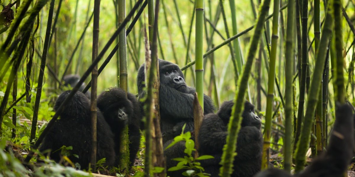 gorilla families in Rwanda