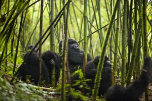 gorilla families in Rwanda 