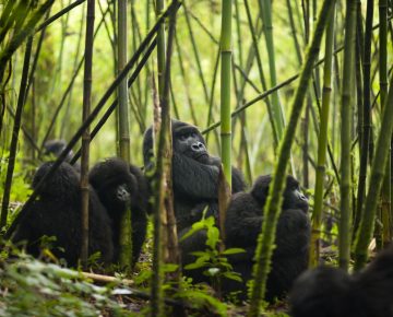 gorilla families in Rwanda