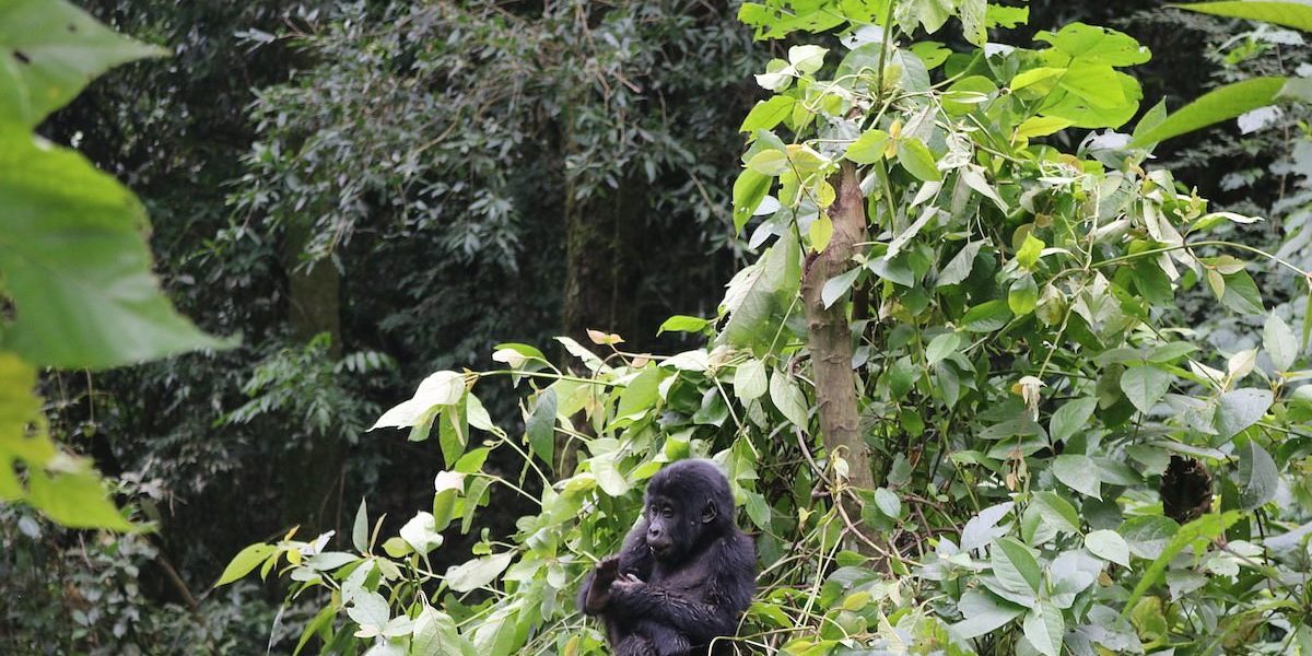 3 Days Gorilla Trekking in the Christmas Season