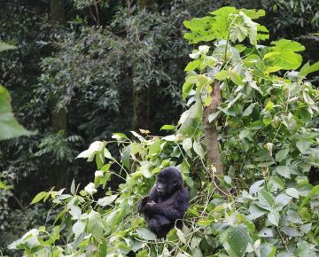 3 Days Gorilla Trekking in the Christmas Season