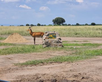 New Mating Track in Queen Elizabeth National Park