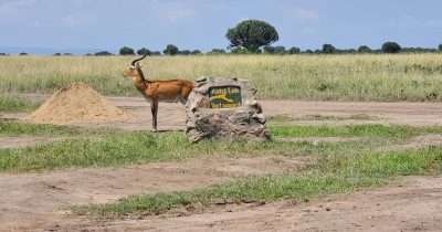 New Mating Track in Queen Elizabeth National Park