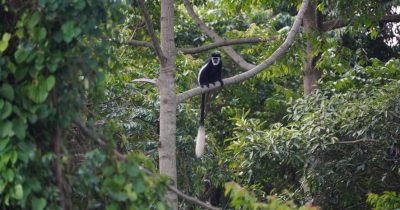 Best Places to See Monkeys in Uganda