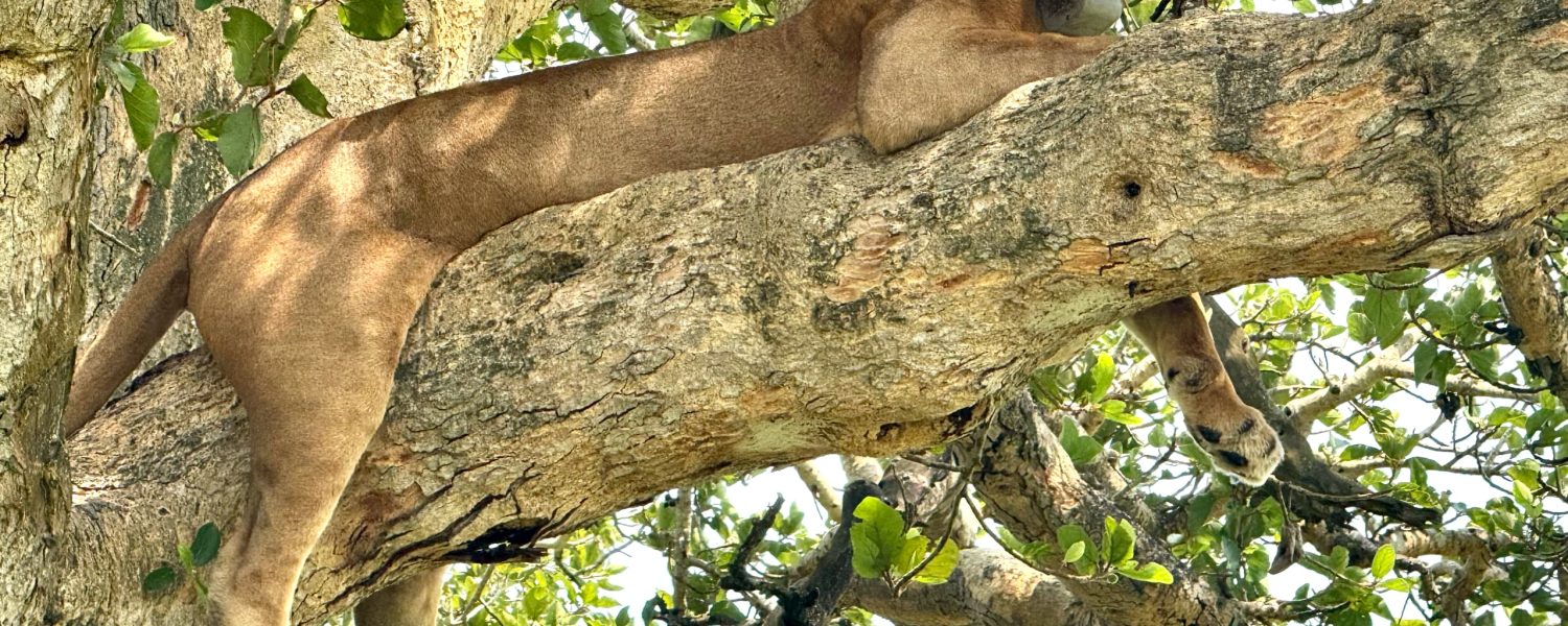 Gorillas and Tree-climbing Lions