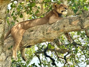 Gorillas and Tree-climbing Lions