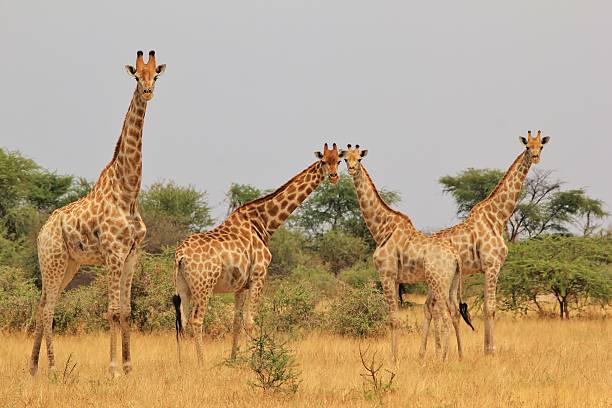 4 Days Ziwa and Kidepo National Park Safari