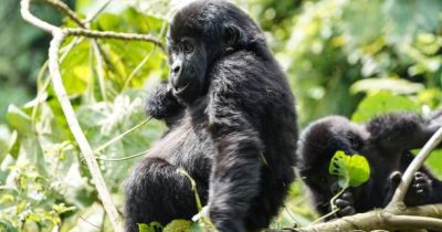 Best Places for Primatologists in Uganda