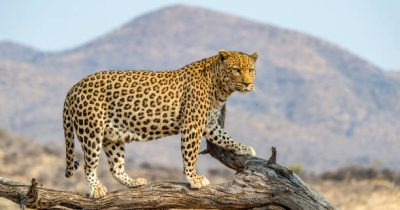 Compare Serengeti and Kruger National Park