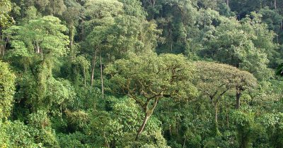 Maramagambo Forest in Uganda