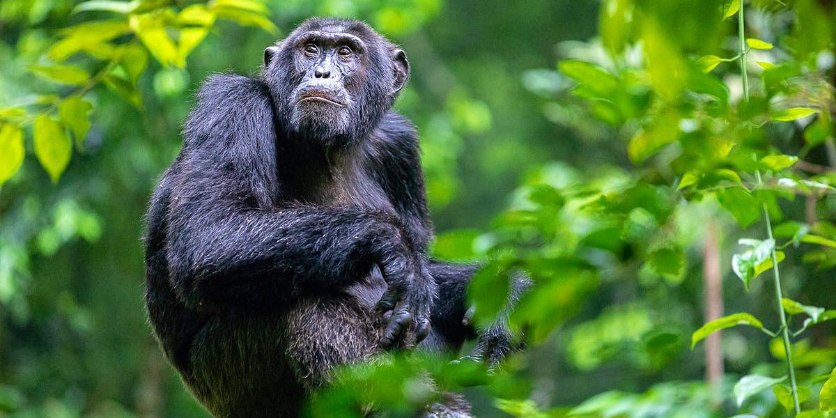 Chimpanzee spotted on the Habituation Experience