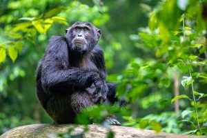 Chimpanzee spotted on the Habituation Experience