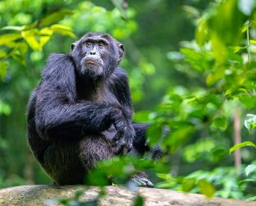 Chimpanzee spotted on the Habituation Experience