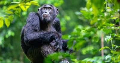 Chimpanzee spotted on the Habituation Experience