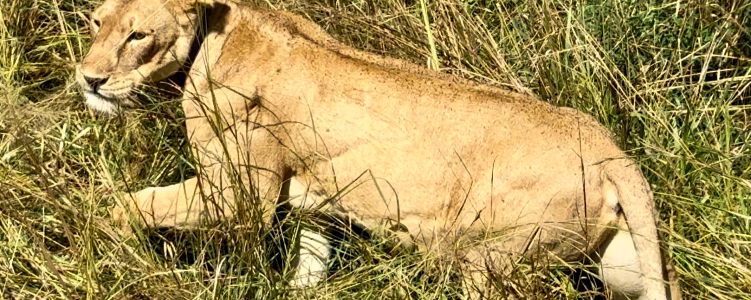 park famous lions Uganda