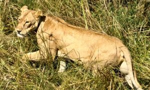 park famous lions Uganda