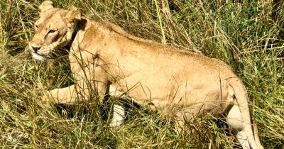 park famous lions Uganda