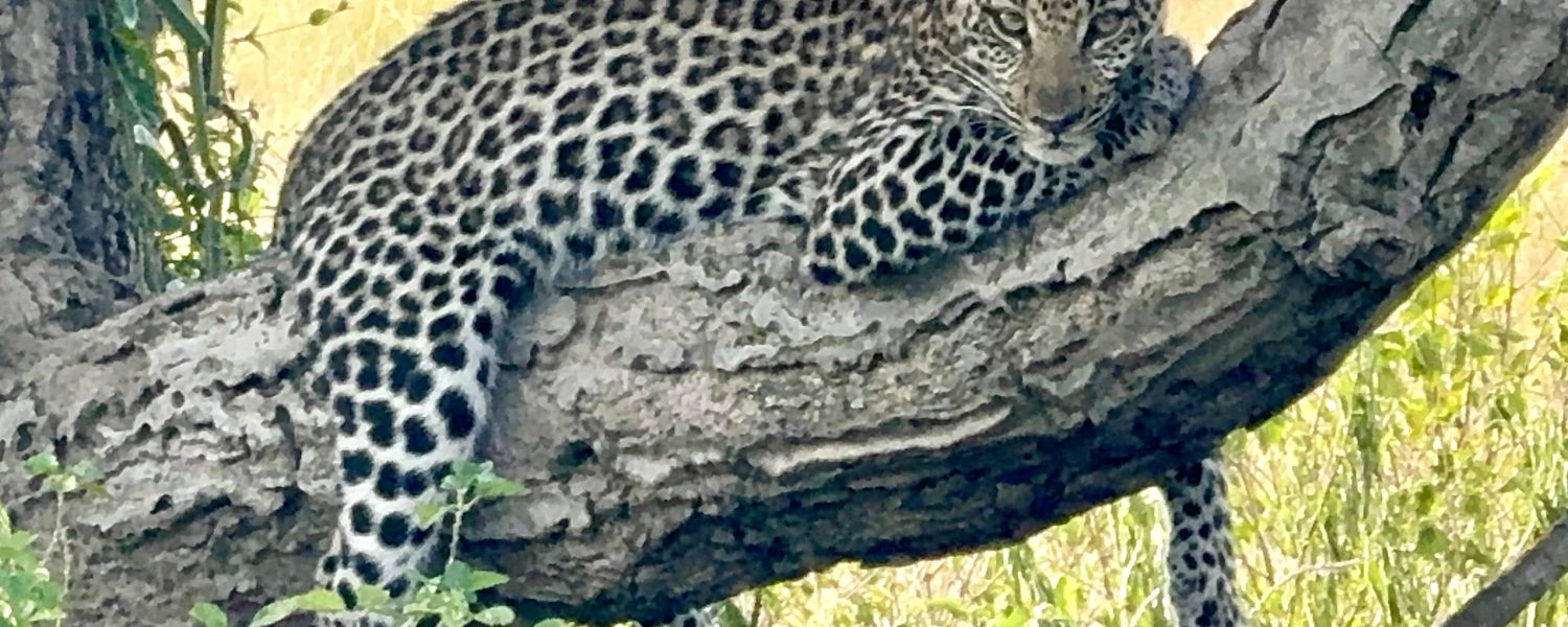 Leopard in Kasenyi plains in Queen Elizabeth National Park