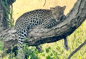 Leopard in Kasenyi plains in Queen Elizabeth National Park