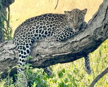 Leopard in Kasenyi plains in Queen Elizabeth National Park